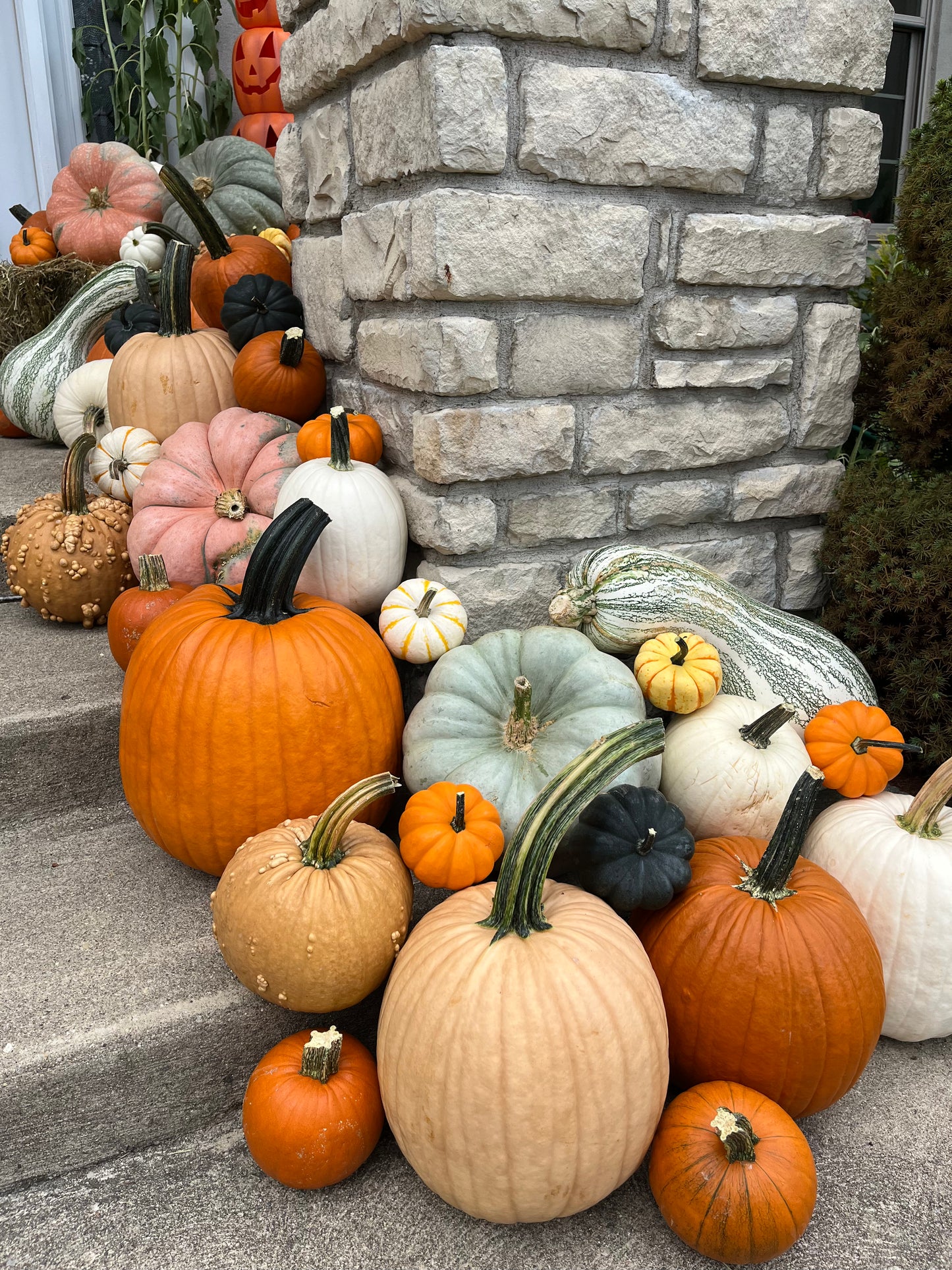 Pumpkin Patch 3