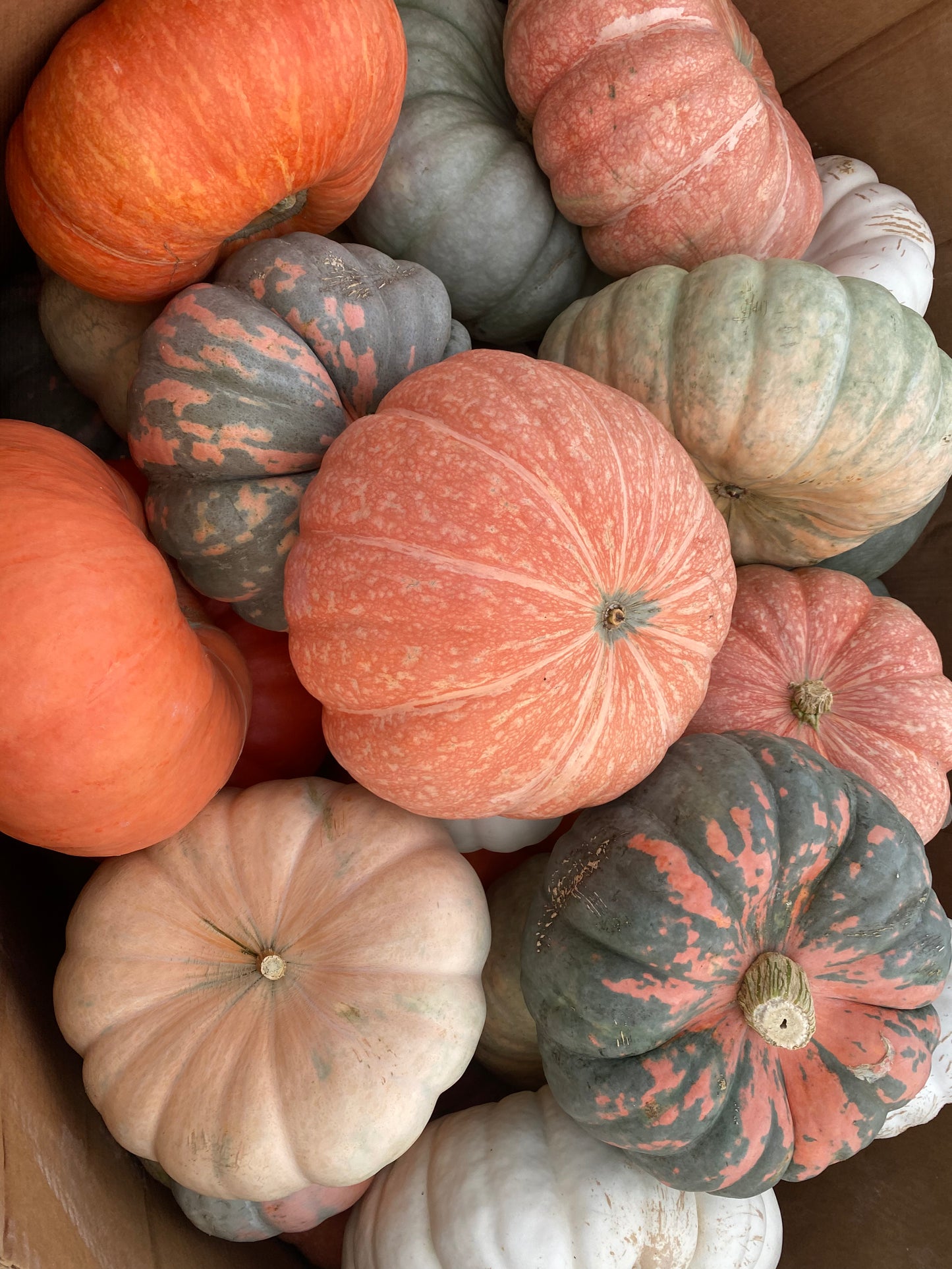 Custom Fall/Pumpkin Package