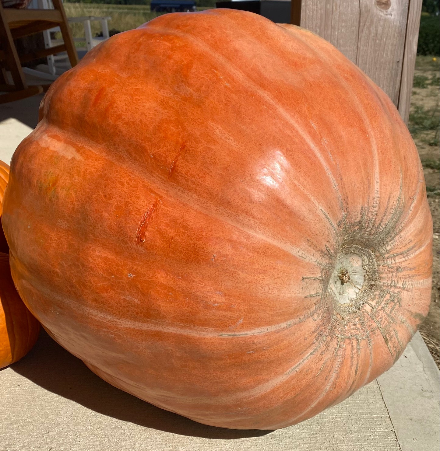 The Grand Prize XXL Pumpkin