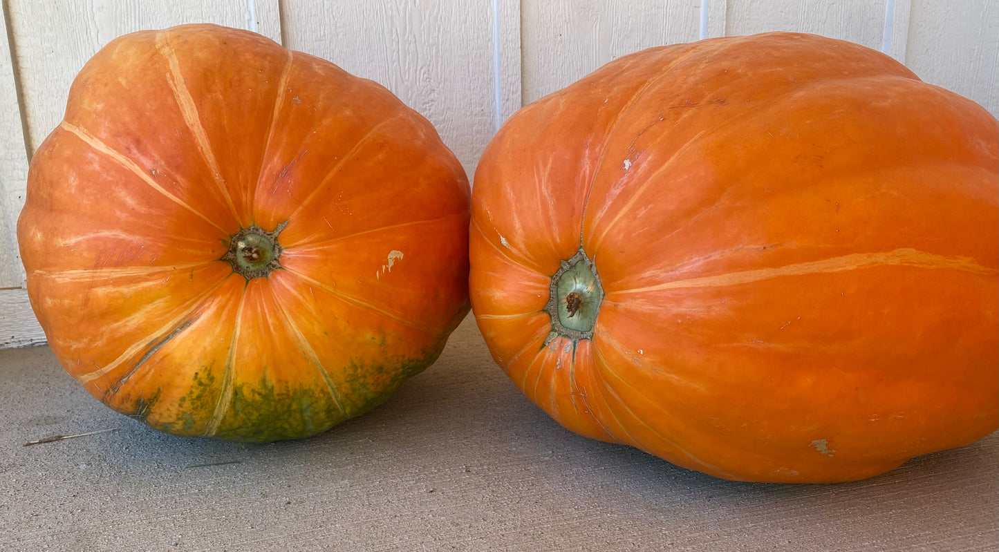The Grand Prize XXL Pumpkin