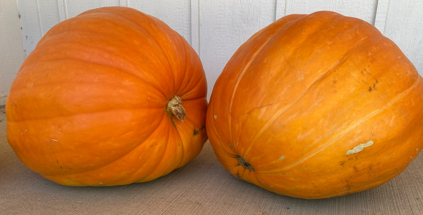 The Grand Prize XXL Pumpkin