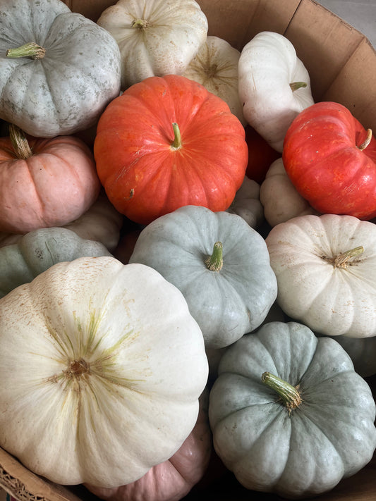 Custom Fall/Pumpkin Package